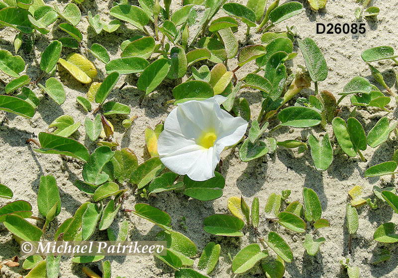 Beach Morning-glory (Ipomoea imperati)